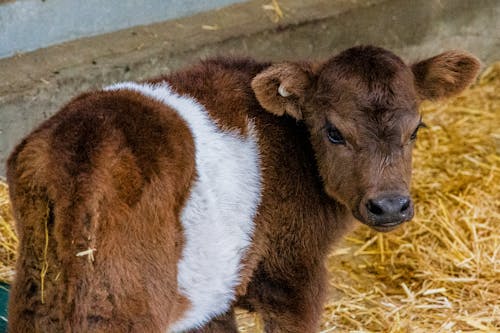 Cute Calf in Barn