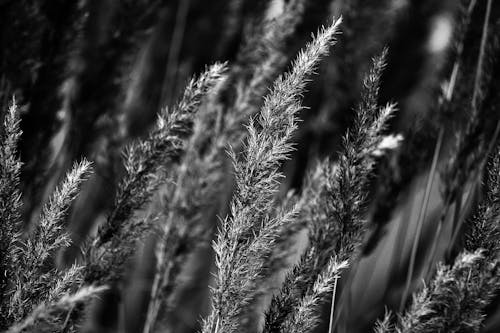 Grasses in Black and White