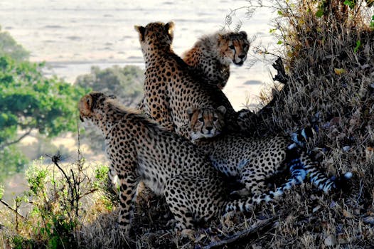 4 Cheetahs Sitting and Lying during Daytine