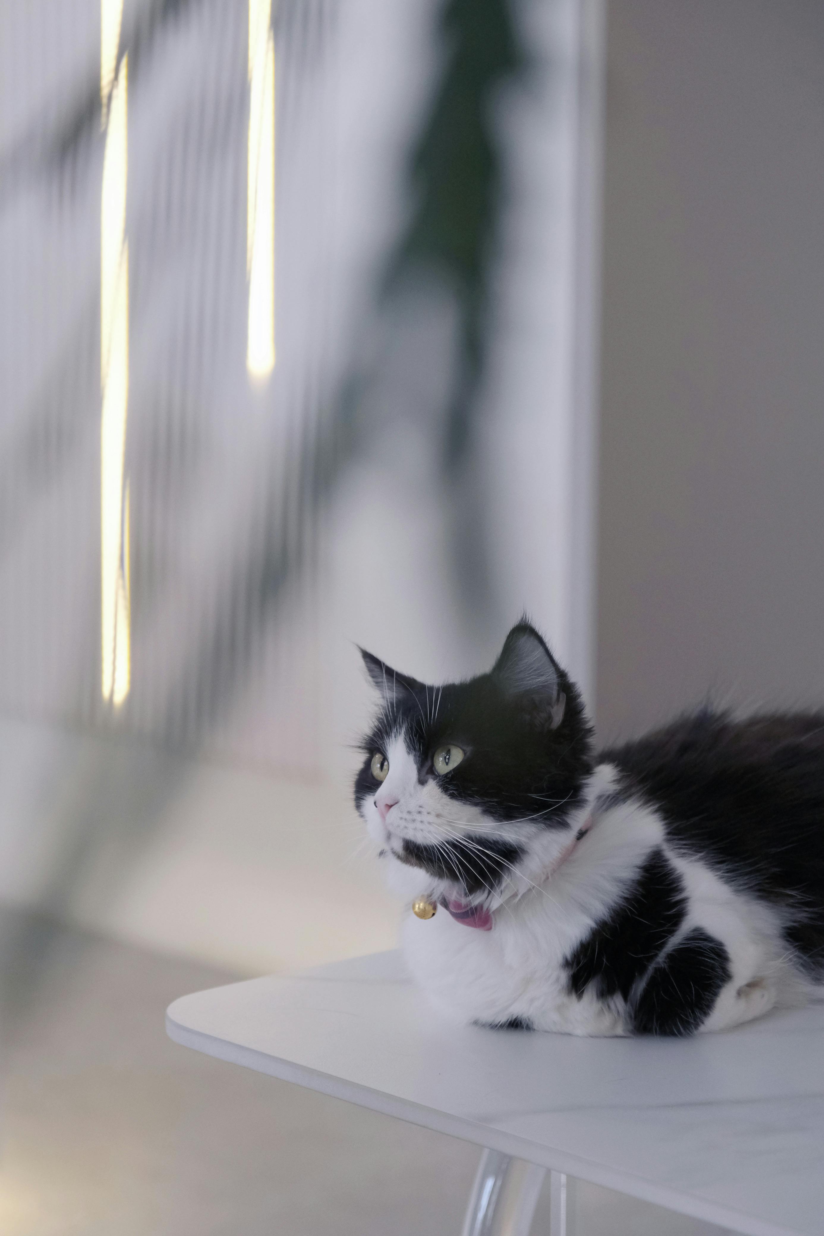 Cat Lying Down on Wall · Free Stock Photo