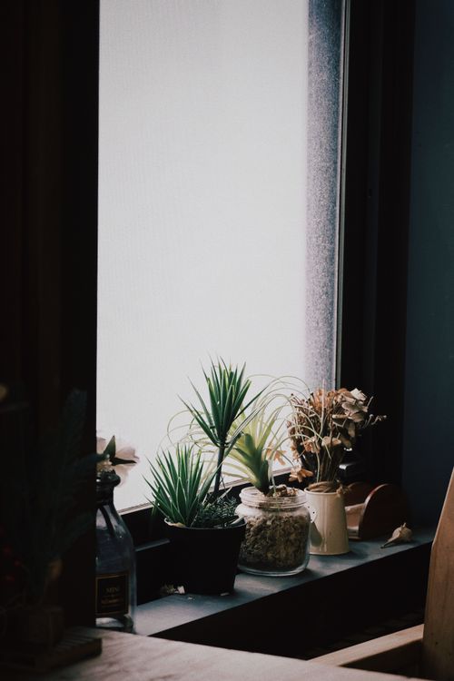 Free A serene windowsill adorned with diverse plants and decor, captured during the day. Stock Photo