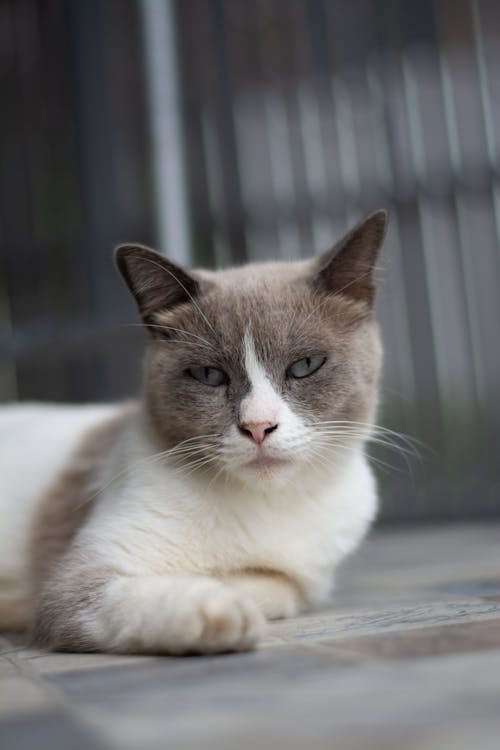 White and Gray Cat Looking at Camera