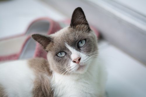 Free A cute Siamese cat with blue eyes resting indoors on a cozy day. Stock Photo