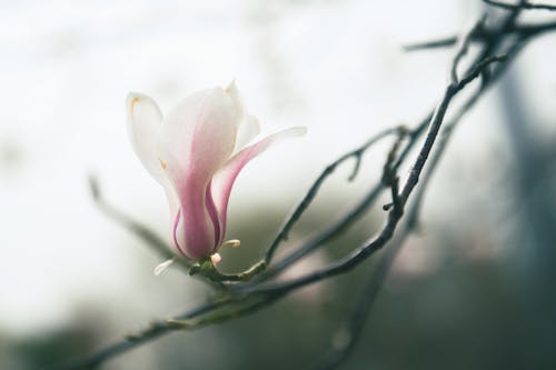 Close up of Blossom