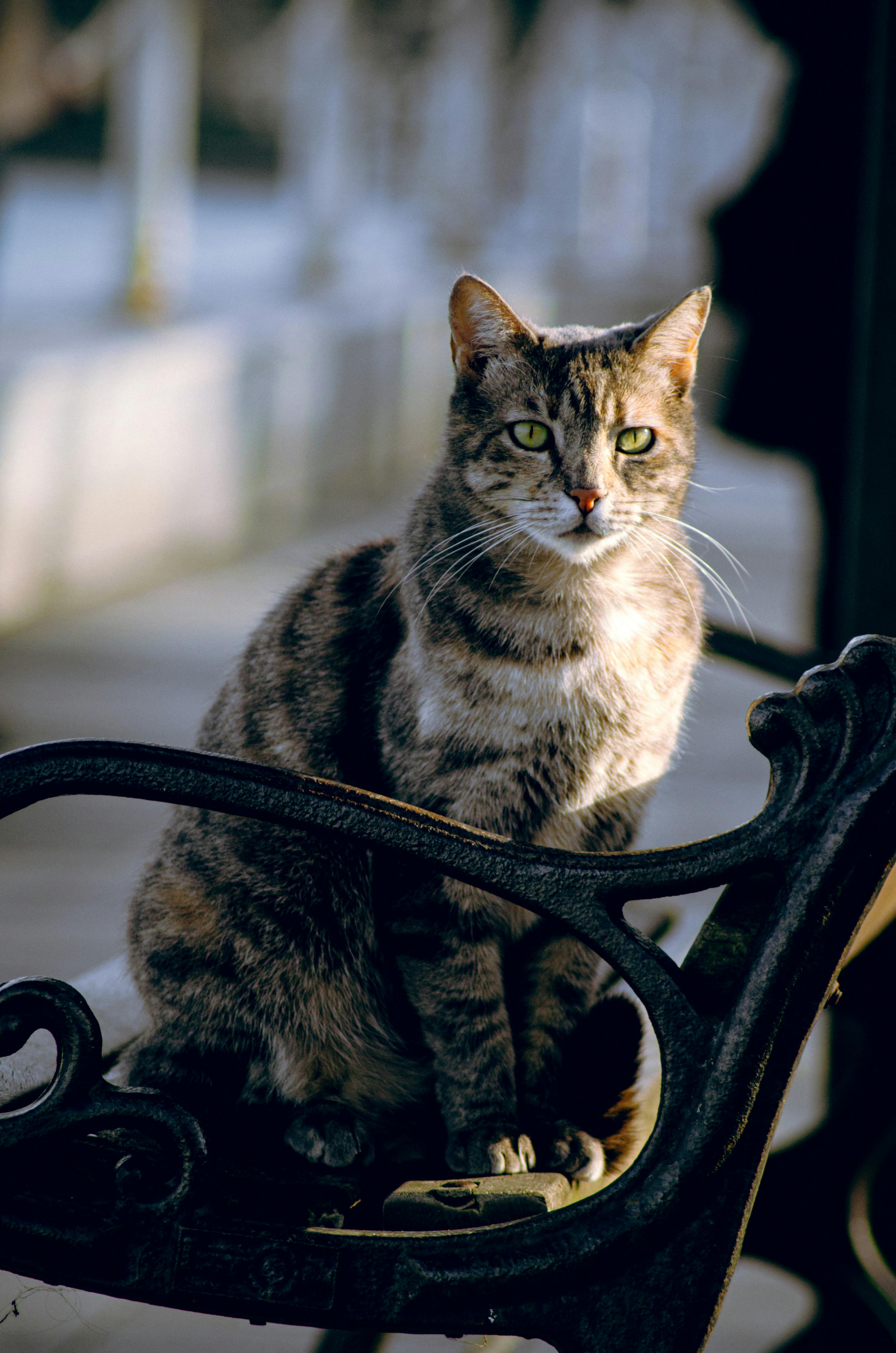 Cat Sitting on Bench · Free Stock Photo