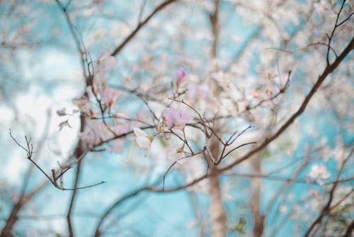 bauhinia acuminata, güzel, güzel çiçek içeren Ücretsiz stok fotoğraf