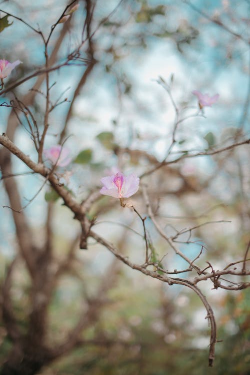 bauhinia acuminata, güzel, güzel çiçek içeren Ücretsiz stok fotoğraf