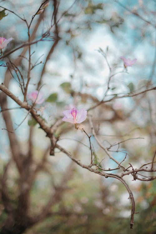  (Bauhinia acuminata) 