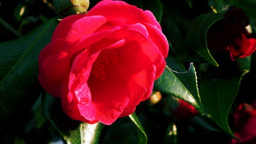 Spring afternoon, when the red camellia blooms quietly, fills my heart with joy and wonder. The delicate petals dance in the gentle breeze, reminding me of the beauty and fragility of life.