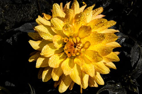 Close Up of Dahlia Flower