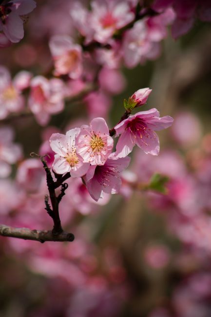 Fotomural Vibrantes flores de durazno rosadas en plena floración en una rama, simbolizando la renovación de la primavera.