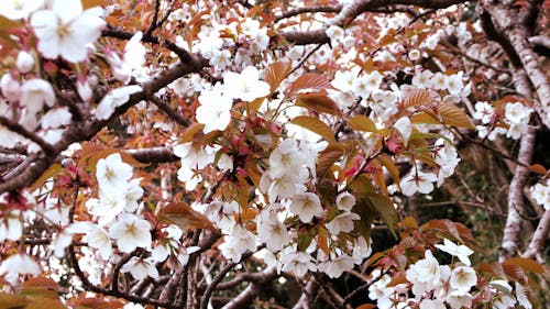 A cherry blossom blooming unnoticed in a remote field, unknown to anyone.