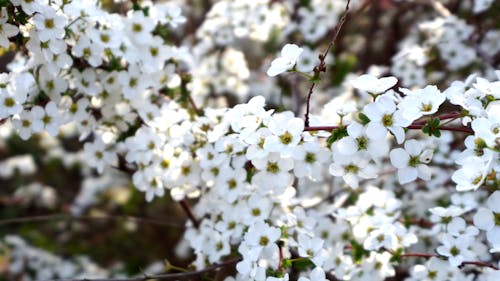  A cluster of white flowers blooming brilliantly in full spring