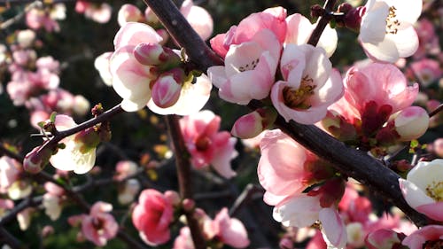 Mysteriously blooming boké flowers before sunset in spring.