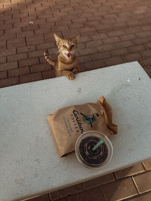 Cat Leaning on Bench with Paper Bag and Coffee in Plastic Cup