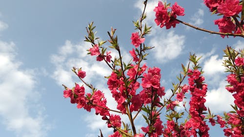 Peach blossoms shining in the spring sun.