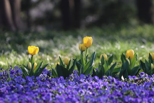 꽃, 노란 튤립, 봄의 무료 스톡 사진