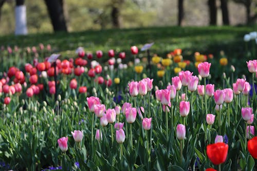 경치가 좋은, 꽃, 봄의 무료 스톡 사진
