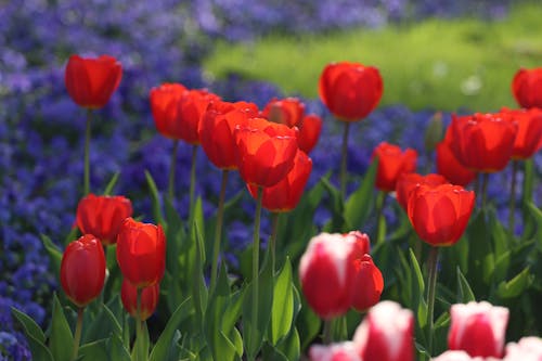 Fotobanka s bezplatnými fotkami na tému červené tulipány, Čína, hangzhou