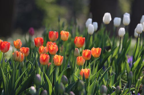 경치가 좋은, 봄, 성장의 무료 스톡 사진