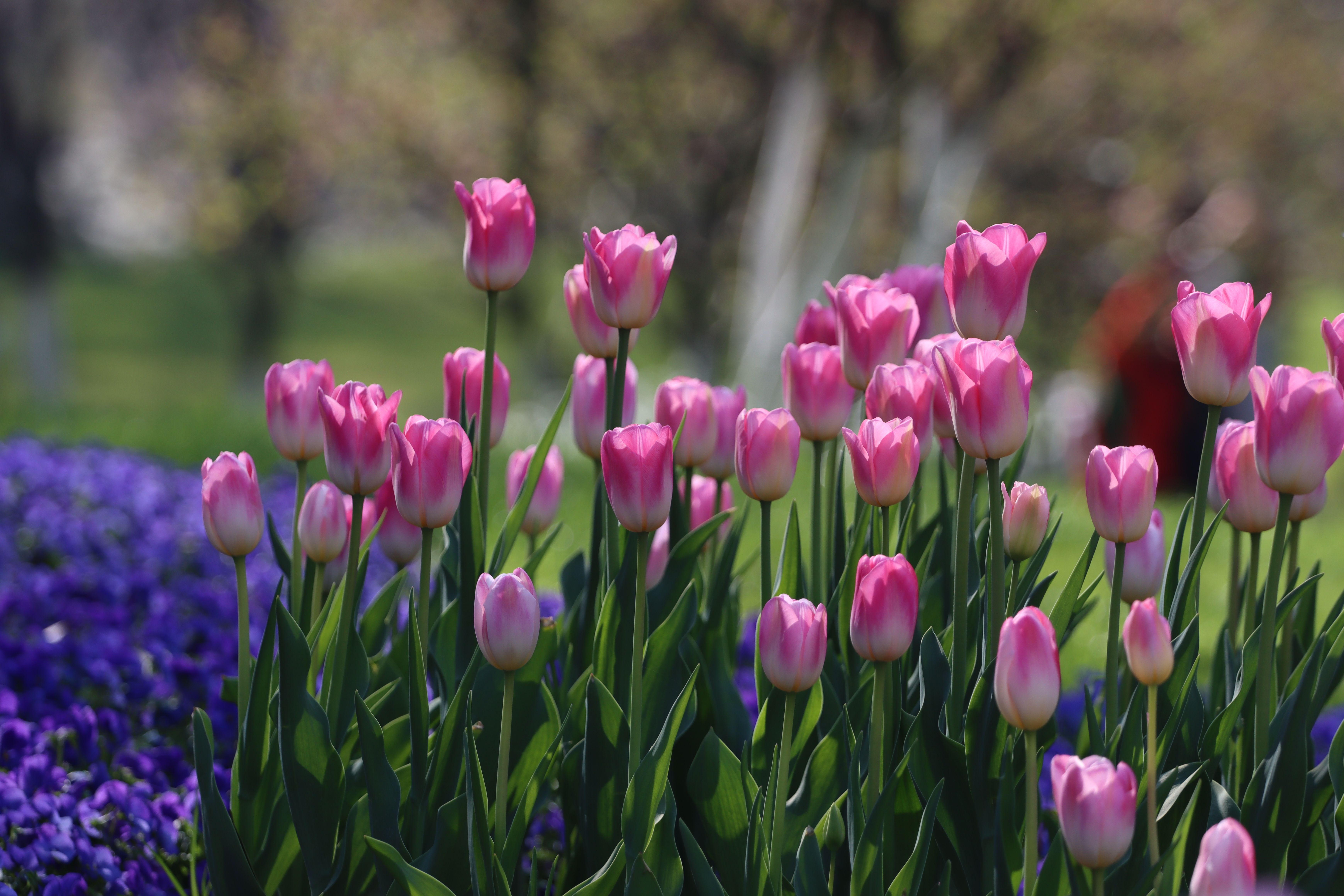 blooming-pink-tulips-in-garden-free-stock-photo