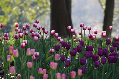 Ảnh lưu trữ miễn phí về hang châu, hoa, Hoa tulip