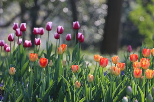 Ảnh lưu trữ miễn phí về hang châu, hoa, Hoa tulip