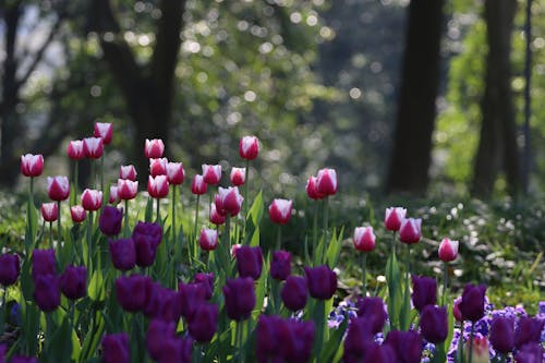 Ảnh lưu trữ miễn phí về hang châu, hoa, Hoa tulip