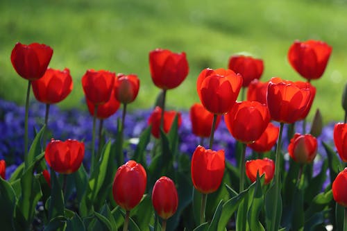 Ảnh lưu trữ miễn phí về hang châu, hoa, Hoa tulip