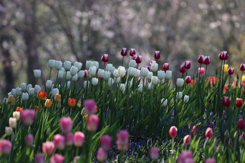 Ảnh lưu trữ miễn phí về hang châu, hoa, Hoa tulip