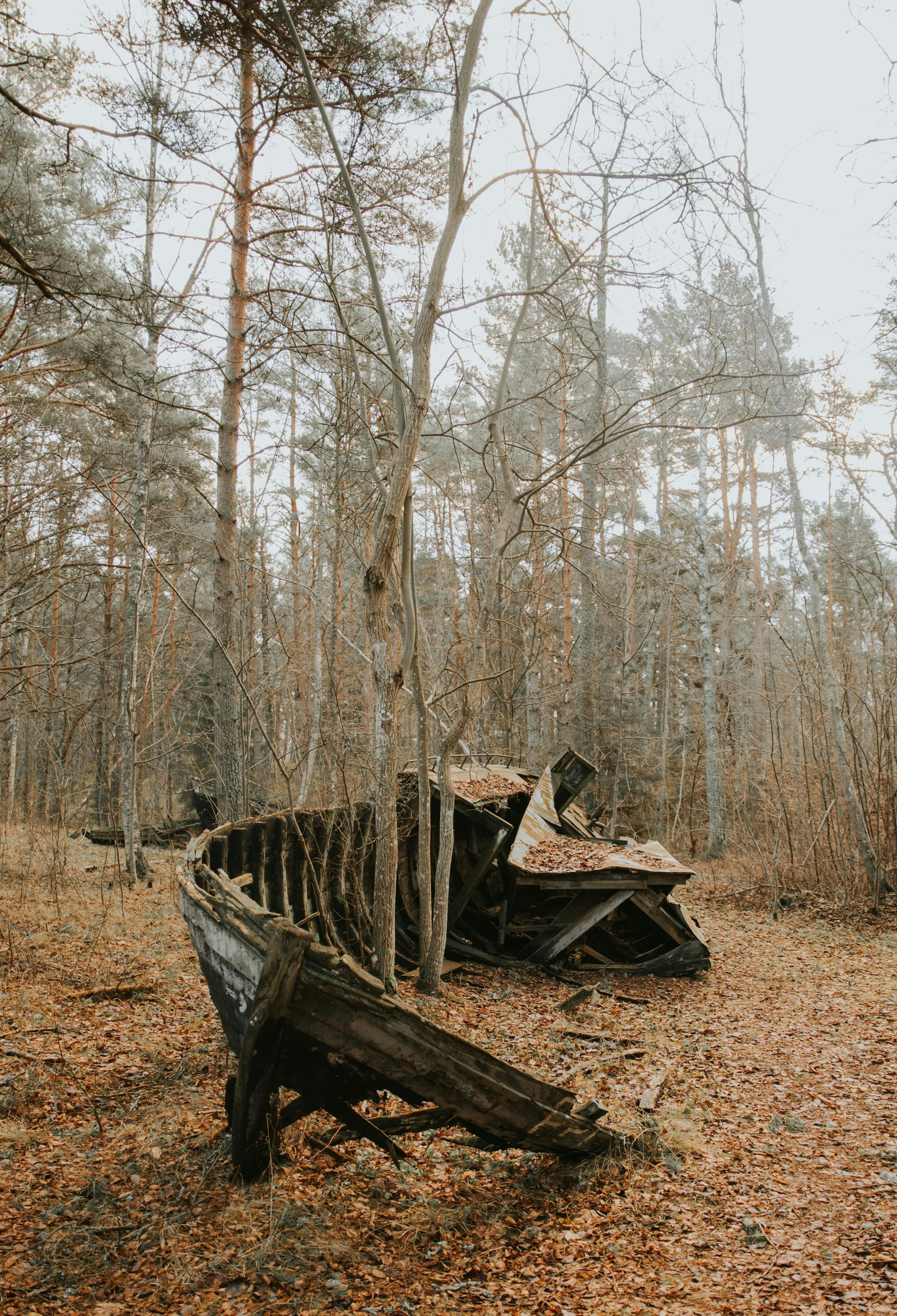 A decaying ship rests in a tranquil autumn forest, surrounded by bare trees and fallen leaves.