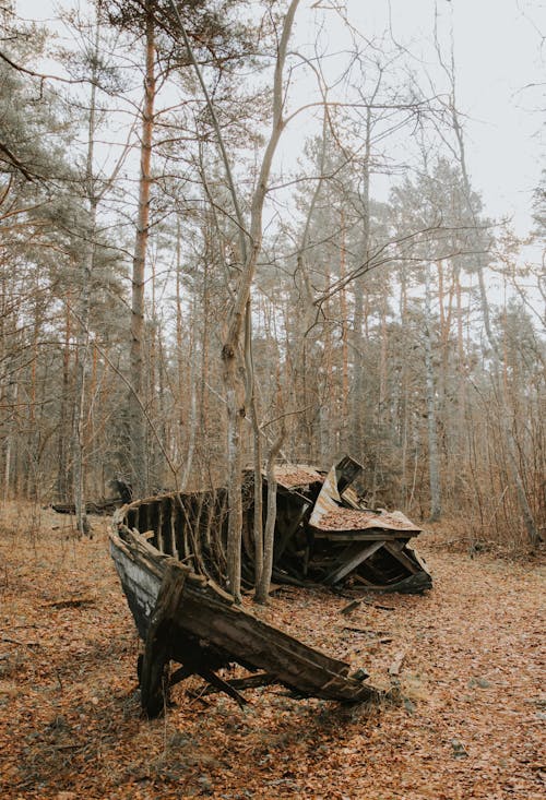 Fotos de stock gratuitas de abandonado, arboles, bosque