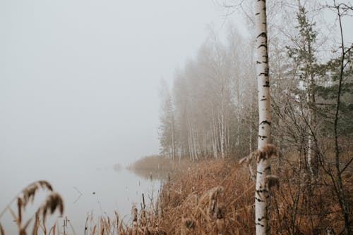 Fog over Birches in Forest