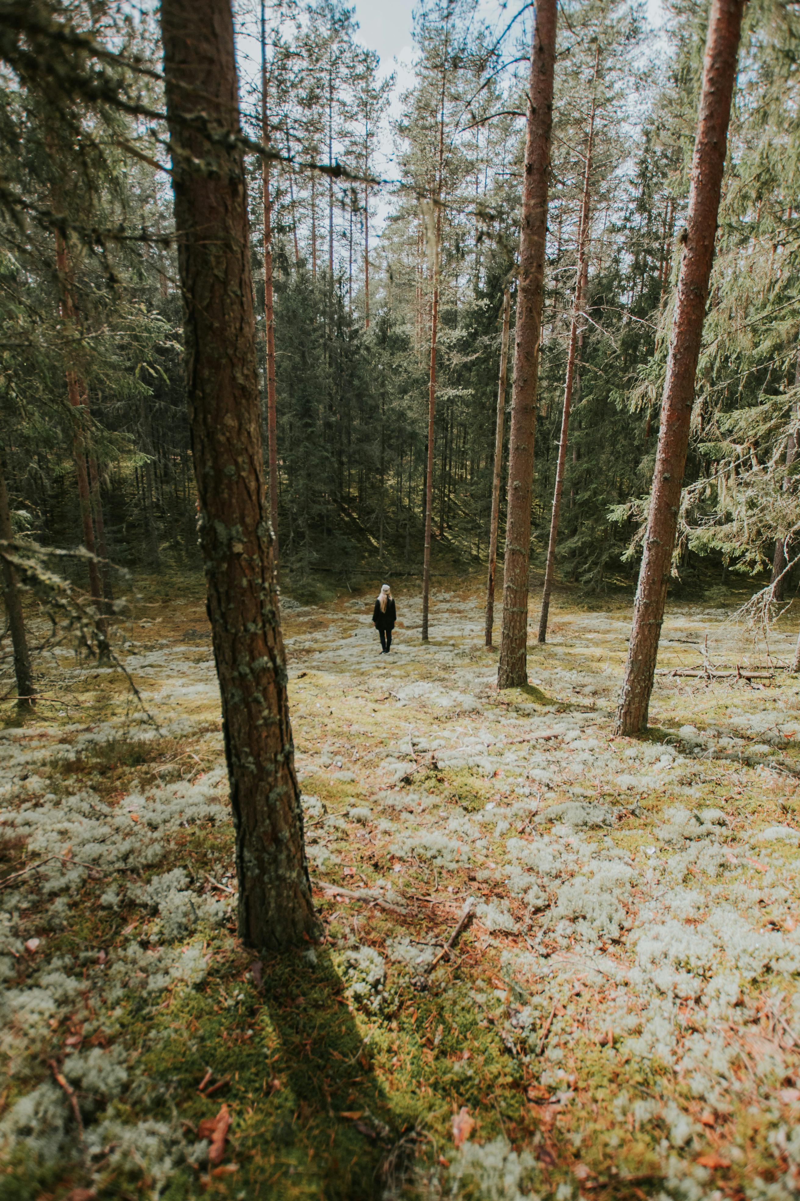 A lone woman walks amidst tall trees in a serene summer forest, surrounded by lush greenery.