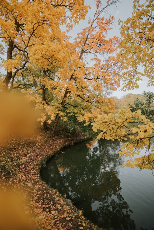 Free A tranquil autumn scene with vibrant yellow leaves reflecting in a calm lake. Stock Photo