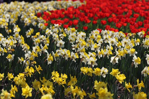 Photos gratuites de baie du prince, chine, fleurs