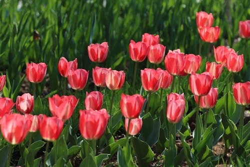 Ảnh lưu trữ miễn phí về hang châu, hoa, Hoa tulip