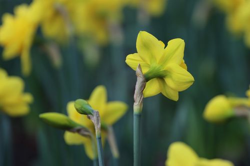 Free Close-up of bright yellow daffodils blooming outdoors in spring. Stock Photo