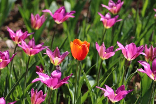 Kostnadsfri bild av blommor, blomning, fjäder