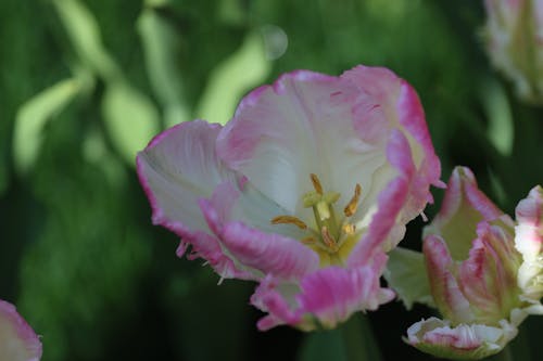 Photos gratuites de baie du prince, chine, fleurs