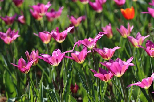 Ảnh lưu trữ miễn phí về hang châu, hoa, Hoa tulip