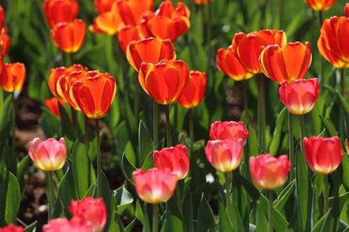 Ảnh lưu trữ miễn phí về hang châu, hoa, Hoa tulip