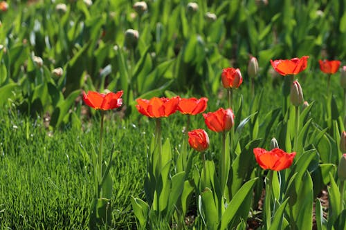 Fotobanka s bezplatnými fotkami na tému červené tulipány, Čína, hangzhou