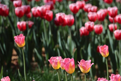 Ảnh lưu trữ miễn phí về hang châu, hoa, Hoa tulip