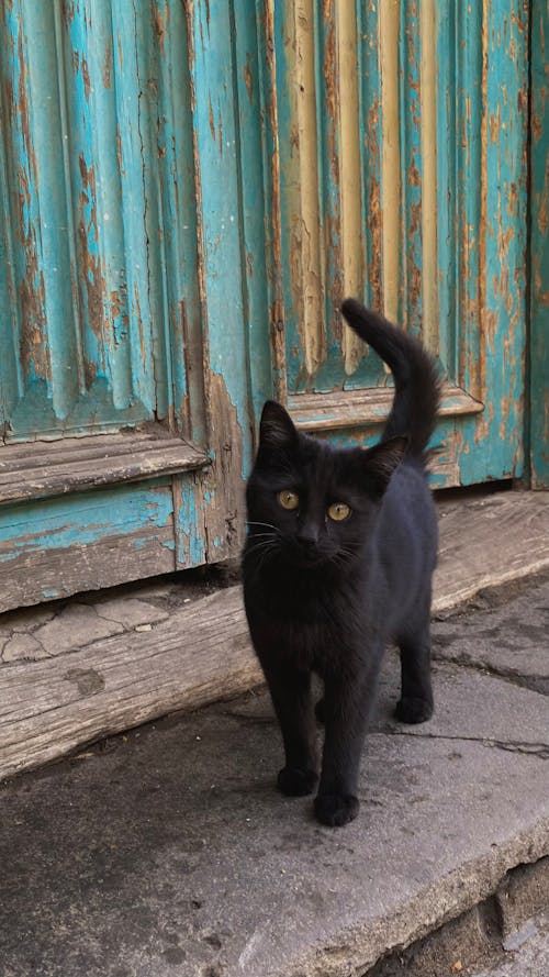 A black cat is standing in front of a blue door