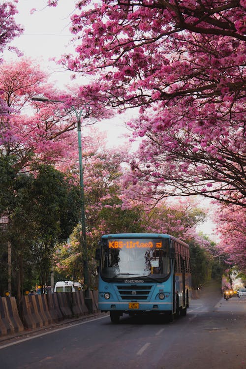 Foto stok gratis bis, bunga-bunga merah muda, indah