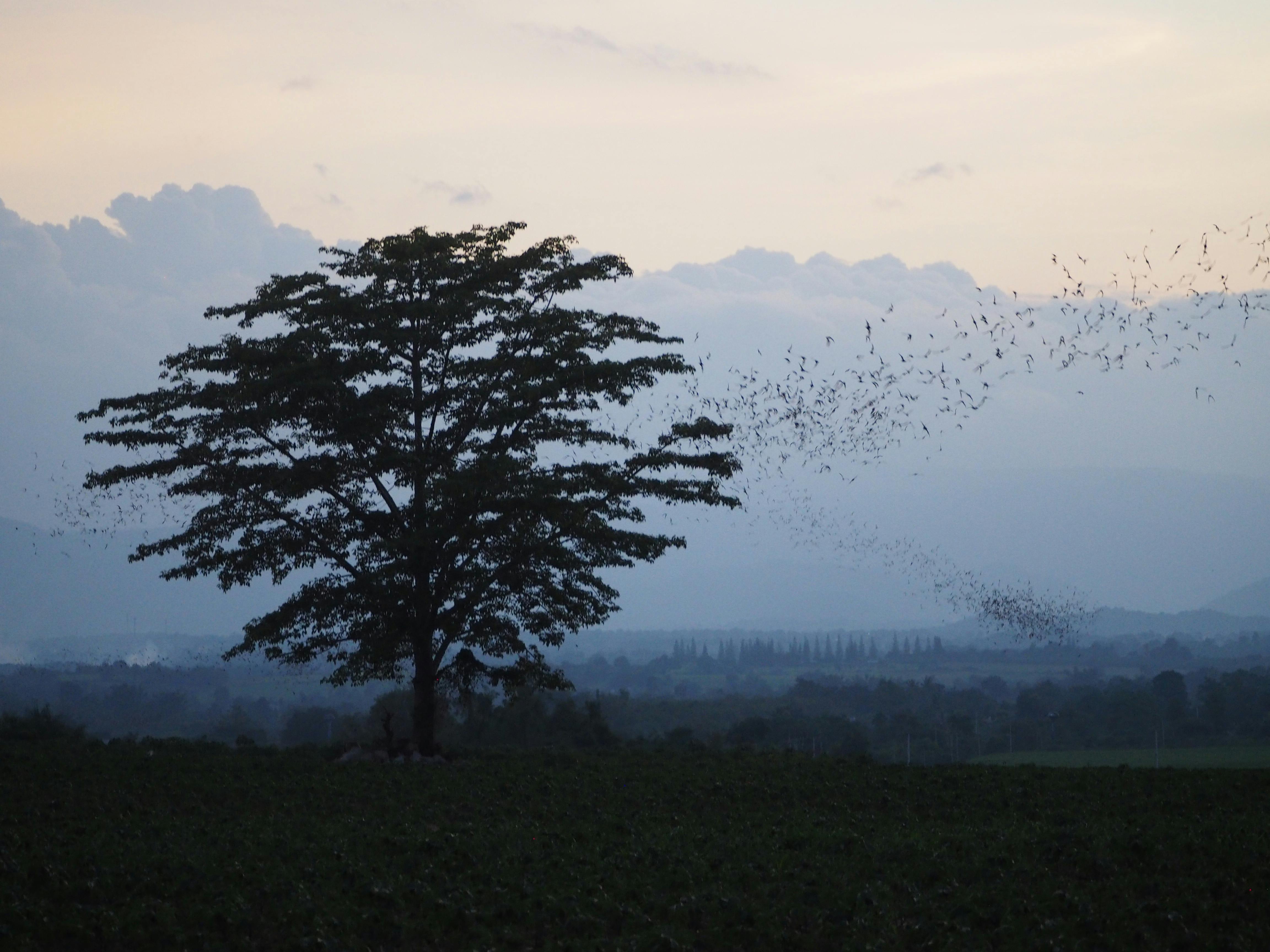 bat removal Lemon Heights