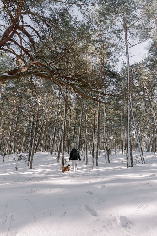 Free A solitary hiker and dog navigate a serene snow-covered forest path in winter. Stock Photo