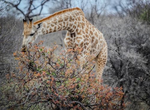 Free Elegant giraffe browsing in the wild South African savanna under a clear sky. Stock Photo
