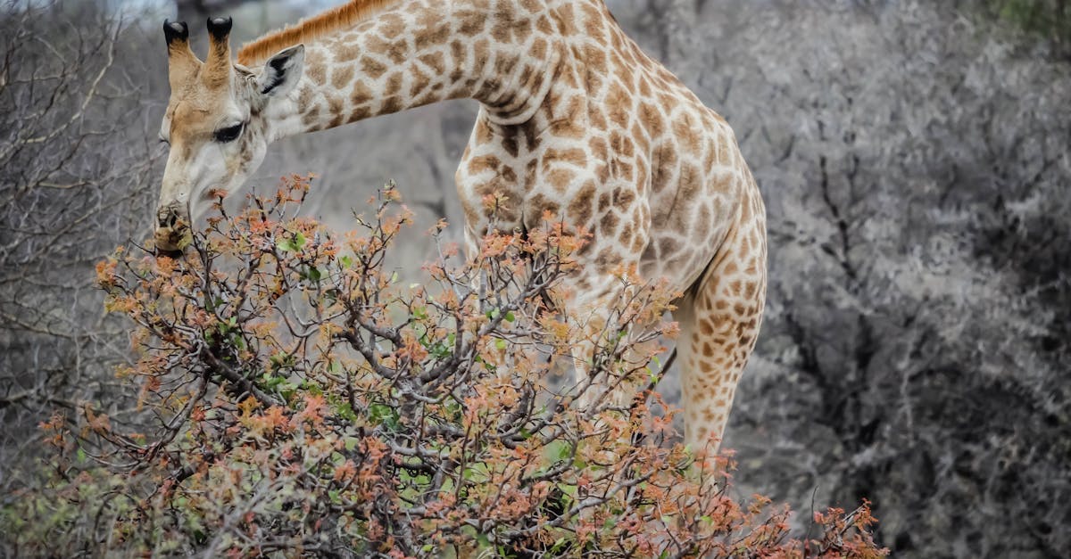 Free stock photo of africa, animal, giraffe